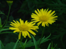 Buphtalmum salicifolium Wilgeblad-Koeieoog bestellen